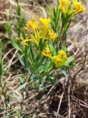 Lasiosiphon kraussianus