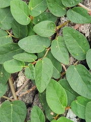 Ficus pumila