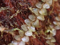 Calypogeia
