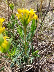 Lasiosiphon kraussianus