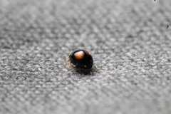 Serangium maculigerum