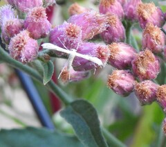 Gillmeria pallidactyla