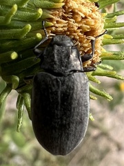 Bothrotes canaliculatus