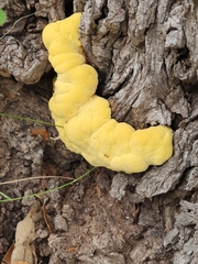 Laetiporus gilbertsonii