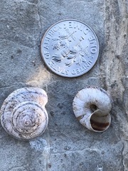 Oreohelix strigosa depressa