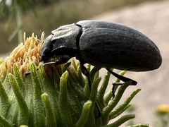 Bothrotes canaliculatus
