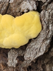 Laetiporus gilbertsonii