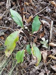 Solidago arguta