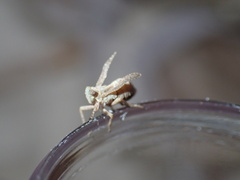 Danepteryx