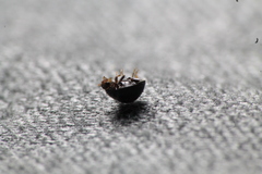 Serangium maculigerum