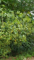 Polyscias diversifolia