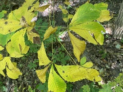 Aesculus glabra