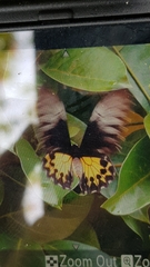 Troides helena cerberus