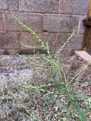 Chenopodium berlandieri
