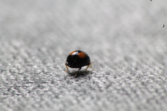 Serangium maculigerum