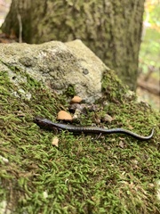 Plethodon richmondi