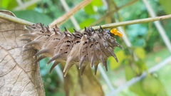 Troides helena cerberus