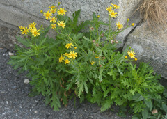 Senecio squalidus