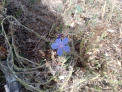 Anchusa