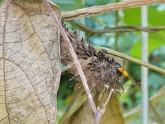 Troides helena cerberus