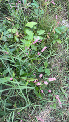 Persicaria longiseta