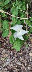 Mandevilla macrosiphon
