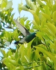 Cynanthus latirostris