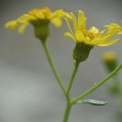 Senecio squalidus