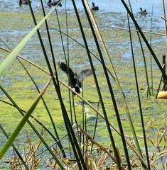 Gallinula galeata