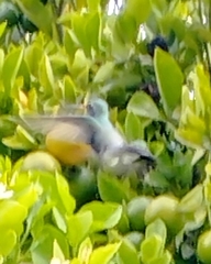 Cynanthus latirostris