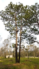 Pinus devoniana