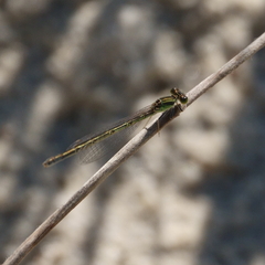Ischnura aurora