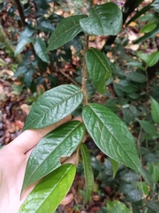 Hirtella rugosa