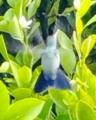 Cynanthus latirostris