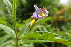 Solanum bahamense