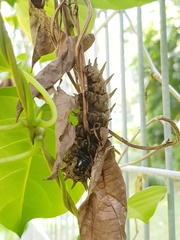 Troides helena cerberus