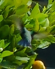 Cynanthus latirostris