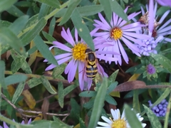 Syrphus knabi