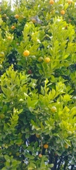 Cynanthus latirostris