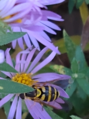 Syrphus knabi