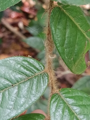 Hirtella rugosa