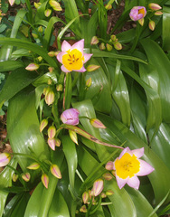 Tulipa saxatilis