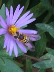 Syrphus knabi