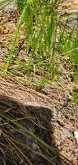 Eremogone capillaris