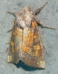 Papaipema impecuniosa