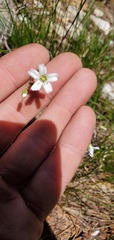 Eremogone capillaris
