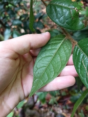 Hirtella rugosa