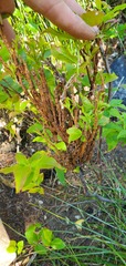 Calyptospora columnaris