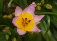 Tulipa saxatilis