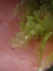 Calypogeia